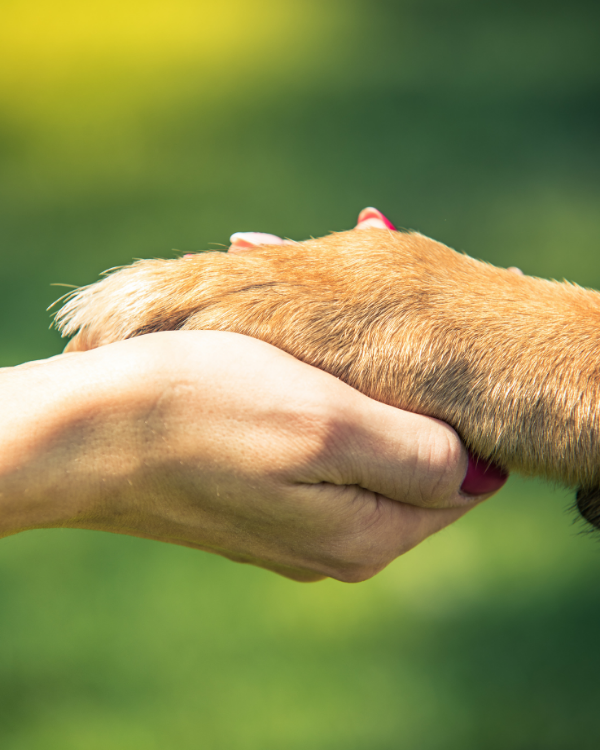 A human hand holding a dog's paw.